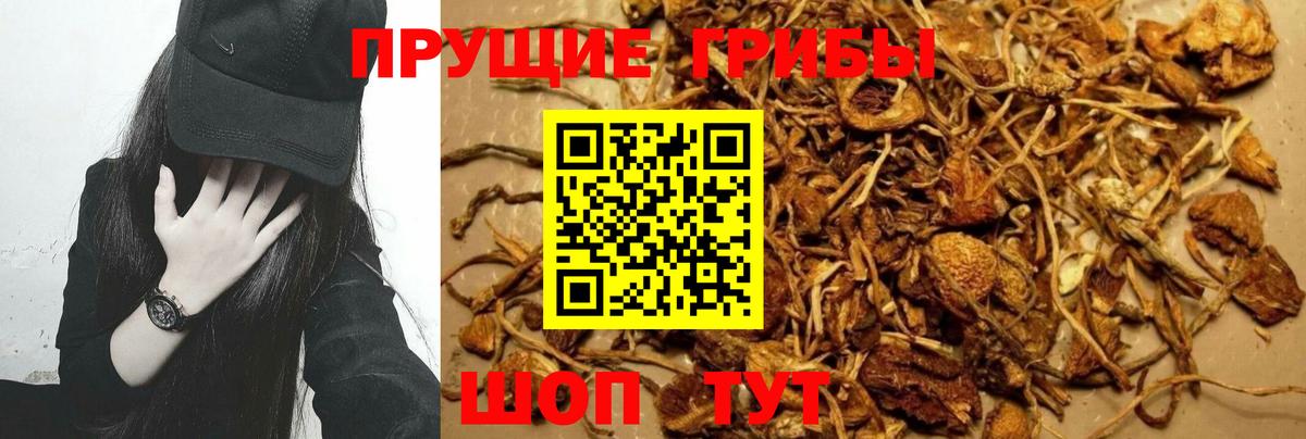 Галлюциногенные грибы Psilocybe Еманжелинск